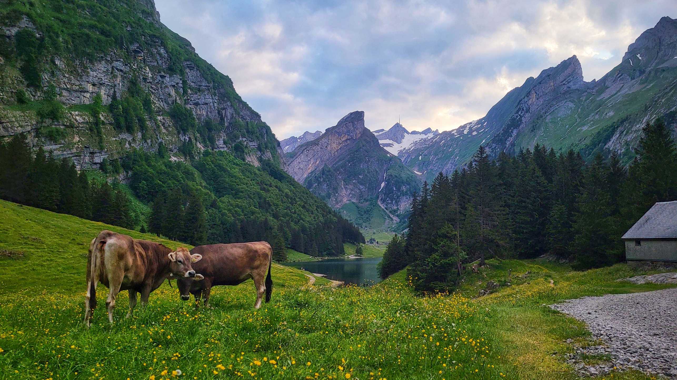 Enlarged view: Cows grazing in an Alpine Meadow