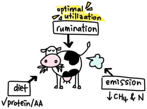 Cartoon drawing of cow "optimal utilisation"